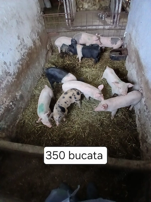 Purcei bazna si de carne  de vanzare!