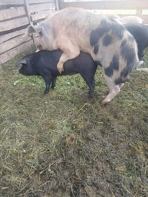 de vânzare soldana gestanta de o luna  - imagine 2