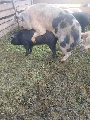 de vânzare soldana gestanta de o luna  - imagine 3