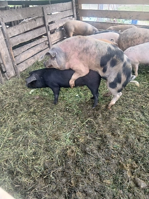 de vânzare soldana gestanta de o luna 