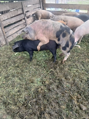 de vânzare soldana gestanta de o luna  - imagine 4