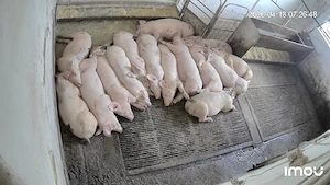 Porci de carne ,,șoldani'' - imagine 4