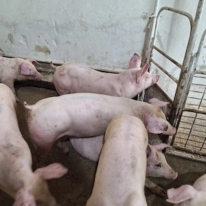 Porci de carne ,,șoldani'' - imagine 5