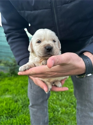 Labrador Retriver  - imagine 2