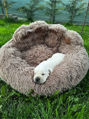 Labrador Retriver  - imagine 4