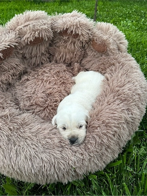 Labrador Retriver  - imagine 5