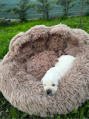 Labrador Retriver  - imagine 3