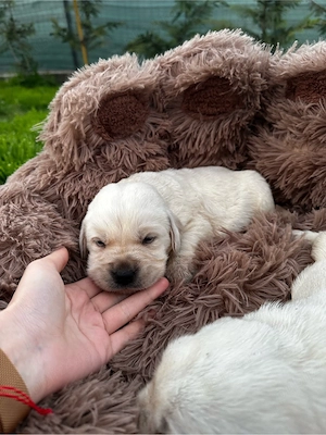 Labrador Retriver 