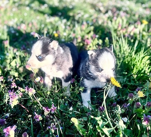 Husky de vânzare puiuți 