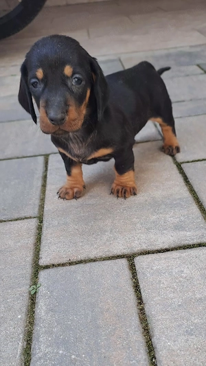 Cățeluși teckel - imagine 1