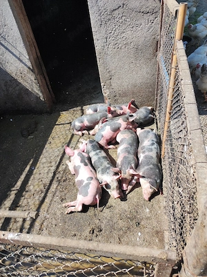 purcei de vînzare  - imagine 3