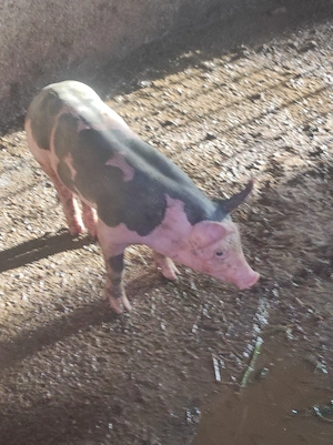 purcei de vînzare  - imagine 2