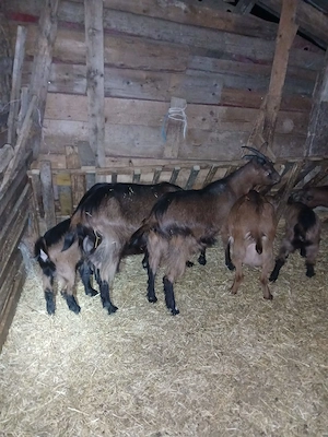 Capre alpine franceze  - imagine 2