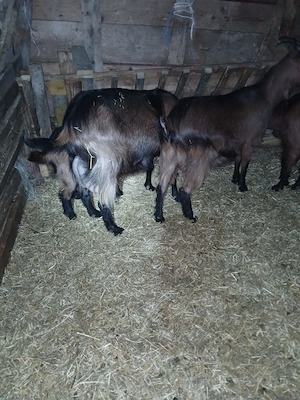 Capre alpine franceze  - imagine 3