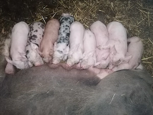 Vand purcea cu purcei  - imagine 3