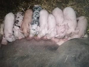 Vand purcea cu purcei  - imagine 2