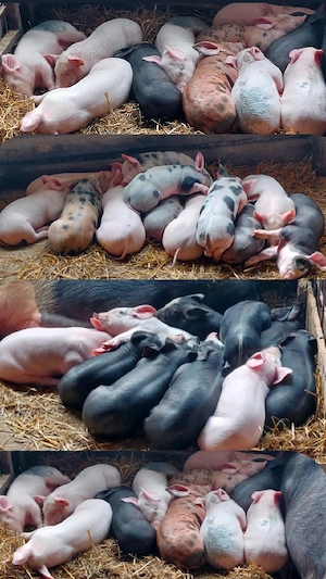 Purceii de vânzare Duroc cu Pietrain și Marele Alb  - imagine 3