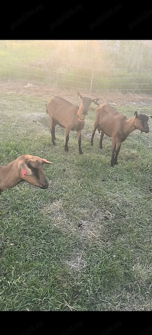 16 capre 1 țap și 7 iezi