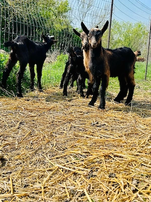 Iede si Țapi din mame bune de Lapte - imagine 3