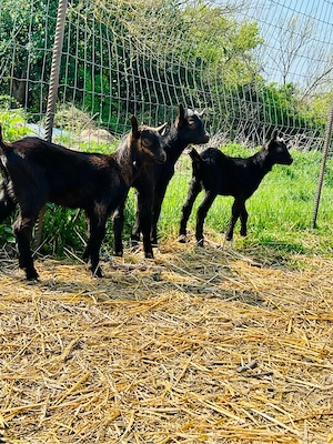 Iede si Țapi din mame bune de Lapte - imagine 4