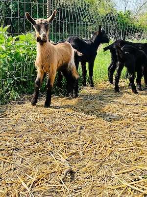 Iede si Țapi din mame bune de Lapte - imagine 5