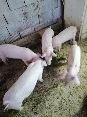 Vanzare animale