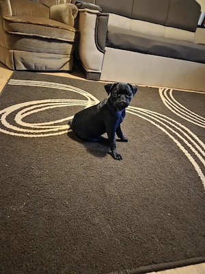 Pui mops rasa pura - imagine 2