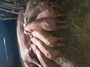 Purcei duroc disponibili 