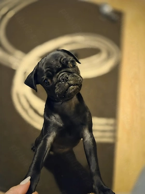 Pui mops rasa pura - imagine 4