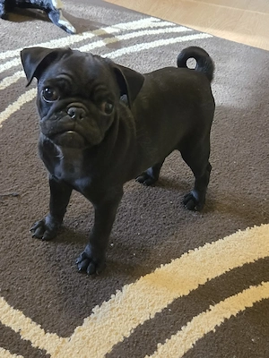 Pui mops rasa pura - imagine 5