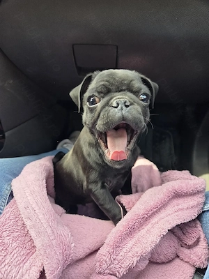 Pui mops rasa pura - imagine 3