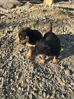 Donez căței talie medie - imagine 5