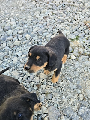 Donez căței talie medie - imagine 3