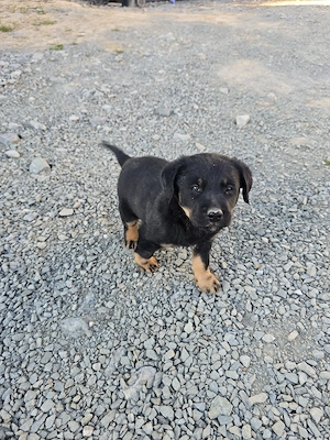 Donez căței talie medie - imagine 4