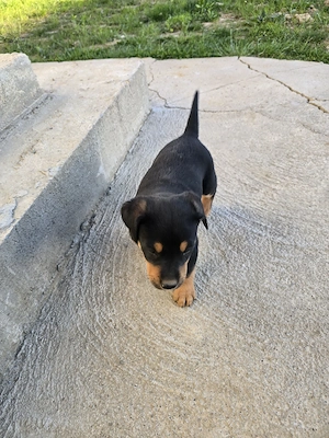 Donez căței talie medie - imagine 2