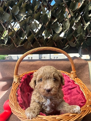 Maltipoo Toy F2 - imagine 5