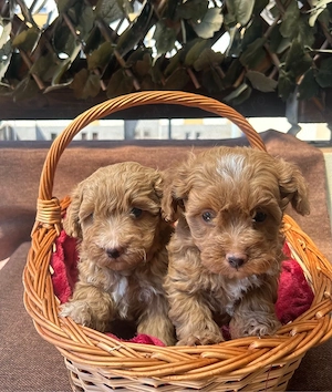 Maltipoo Toy F2 - imagine 2