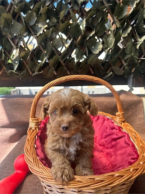 Maltipoo Toy F2