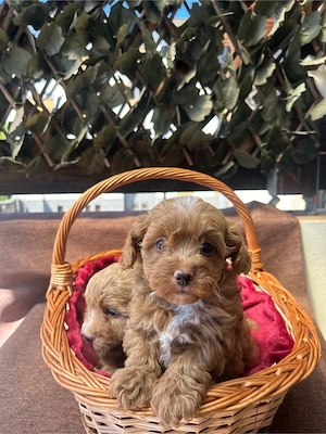 Maltipoo Toy F2 - imagine 4