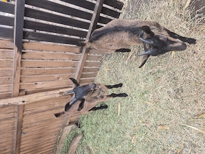 Ieduță și țăpișor alpina franceză - imagine 2