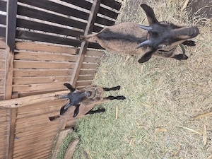 Ieduță și țăpișor alpina franceză