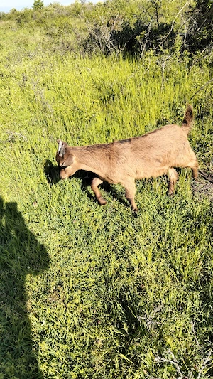 Vând Țapi alpini francezi originali de 2 luni și de O Luna 