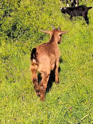 Vând Țapi alpini francezi originali de 2 luni și de O Luna  - imagine 2