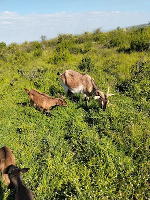 Vând Țapi alpini francezi originali de 2 luni și de O Luna  - imagine 4