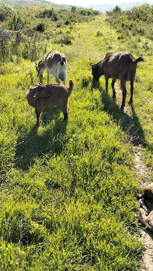 Vând Țapi alpini francezi originali de 2 luni și de O Luna  - imagine 5