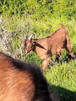 Vând Țapi alpini francezi originali de 2 luni și de O Luna  - imagine 3