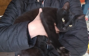 pisoi negricios spre adoptie vi-l livrez personal acasa