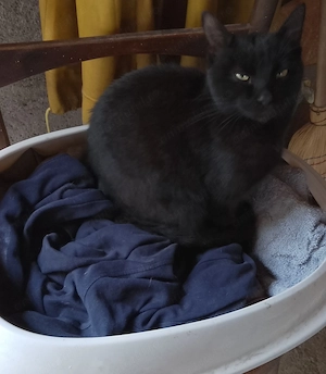 pisoi negricios spre adoptie vi-l livrez personal acasa - imagine 3