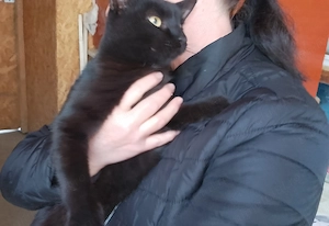 pisoi negricios spre adoptie vi-l livrez personal acasa - imagine 2