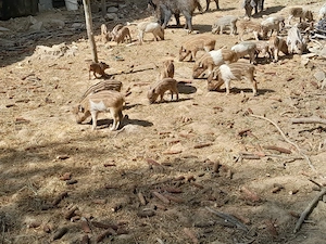 Purcei mistret - imagine 2